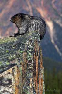 Marmot on lookout-4193 Marmot on lookout-4193